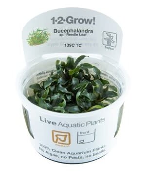 Tropica Tropica 1-2-Grow! Bucephalandra sp. 'Needle Leaf'