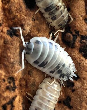 Big Bites Isopods - Porcellio Laevis (Dairy Cow)
