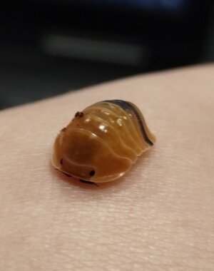 Isopods Cubaris sp.  Amber Ducky 6 Count