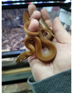  CBB Sub Adult House Snake