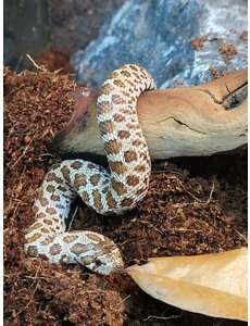  Western Hognose