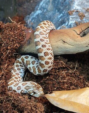  Western Hognose