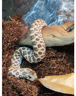  Western Hognose
