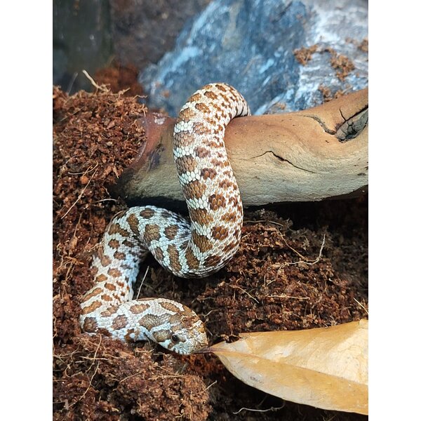 Western Hognose