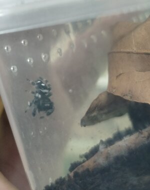  Phidippus Regius (Regal Jumping Spider)