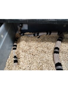 0.1 Anery Honduran Milk Snake (Sub-Adult)
