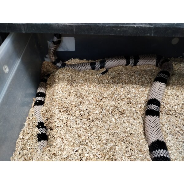0.1 Anery Honduran Milk Snake (Sub-Adult)