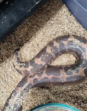  0.1 Het Snow Kenyan Sand Boa (Proven Breeder)