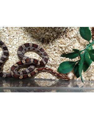  Het Amel Corn Snake