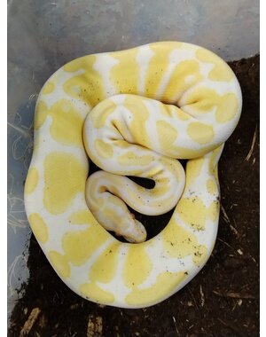  0.1 Albino Ball Python