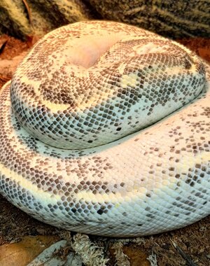 1.0 Highway Pastel (2017) Ball Python