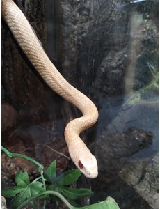 T Positive Ptyas mucosa