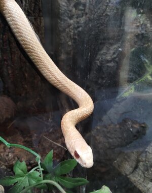  T Positive Ptyas mucosa