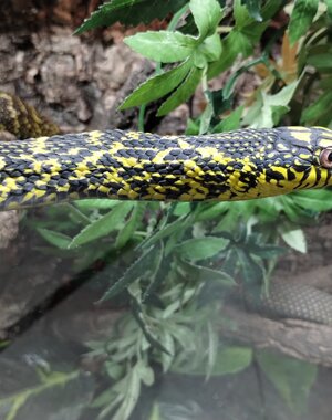  0.1 High Yellow King Rat Snake (Proven Breeder)