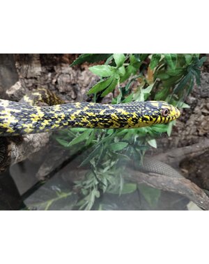  0.1 High Yellow King Rat Snake (Proven Breeder)