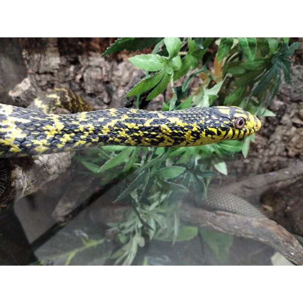 0.1 High Yellow King Rat Snake (Proven Breeder)