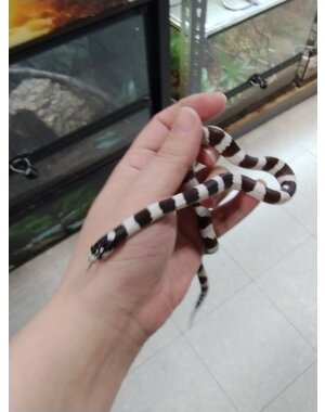  California King Snake