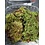 Jurassic Reptile Products Jurassic live Frog Moss