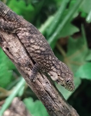 Eurydactylodes Viellardi