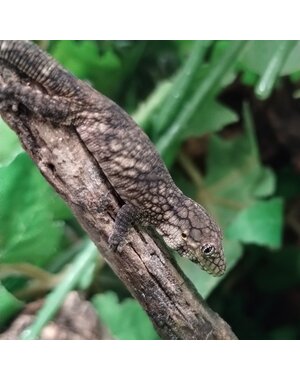  Eurydactylodes Viellardi