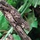 Eurydactylodes Viellardi