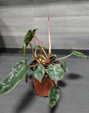  4" Philodendron Billietiae