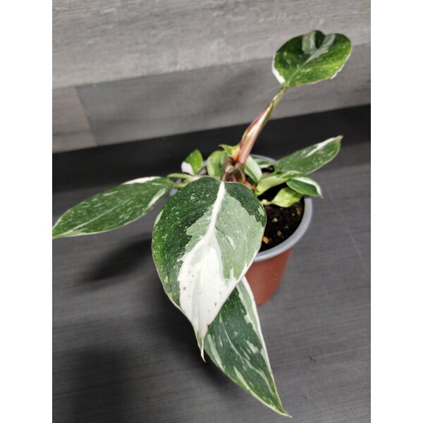 4" Philodendron White Princess