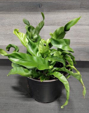  6" Bird's Nest Fern Hurricane