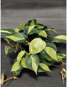  6" Philodendron Brazil