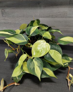  6" Philodendron Brazil