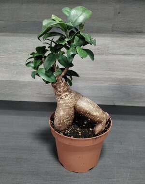  6" Bonsai Ficus Ginseng