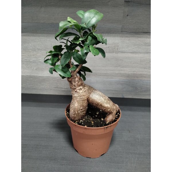 6" Bonsai Ficus Ginseng