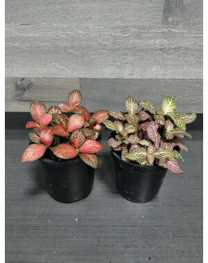  3.5" Fittonia Red