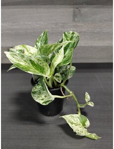  3.5" Marble Queen Pothos