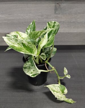 3.5" Marble Queen Pothos
