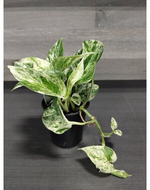  3.5" Marble Queen Pothos