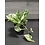 3.5" Marble Queen Pothos