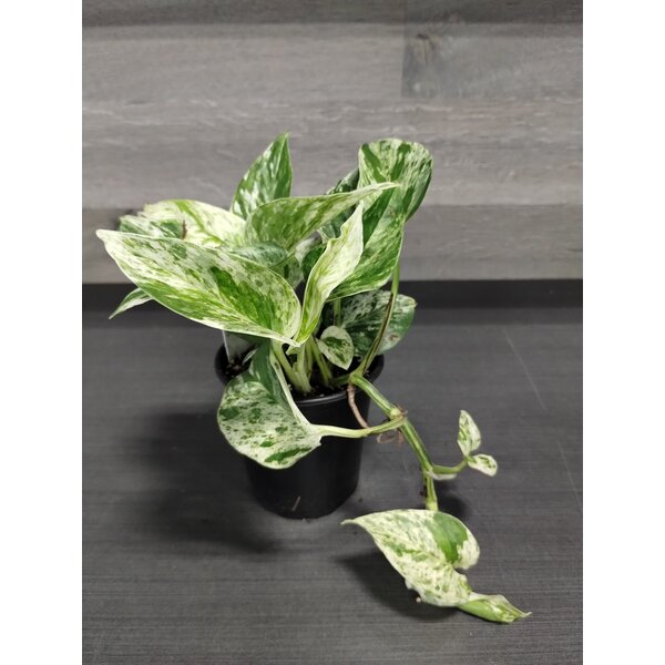 3.5" Marble Queen Pothos