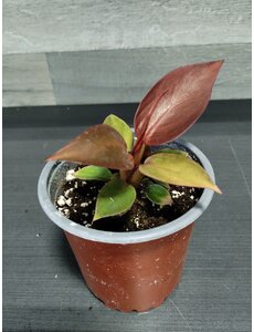  4" Philodendron Red Sun