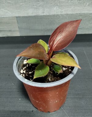  4" Philodendron Red Sun