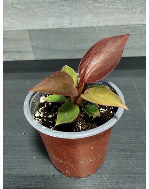  4" Philodendron Red Sun