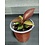 4" Philodendron Red Sun