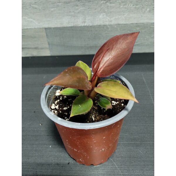 4" Philodendron Red Sun