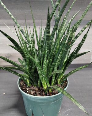  6" Sansaveria Fernwood