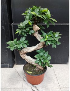  8" Bonsai Ficus Ginseng- S Shape