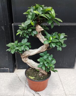  8" Bonsai Ficus Ginseng- S Shape