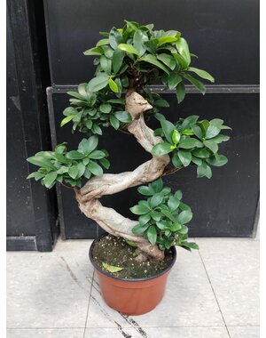  8" Bonsai Ficus Ginseng- S Shape