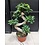 8" Bonsai Ficus Ginseng- S Shape
