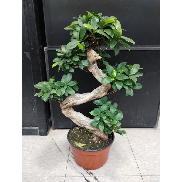 8" Bonsai Ficus Ginseng- S Shape