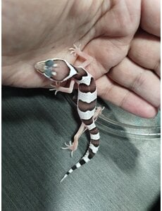  Snow Het Tremper Leopard Gecko